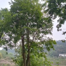 丛生朴树