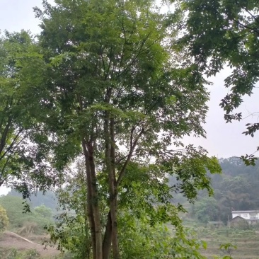 丛生朴树