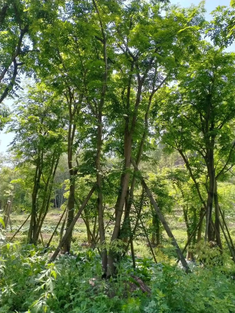 丛生朴树