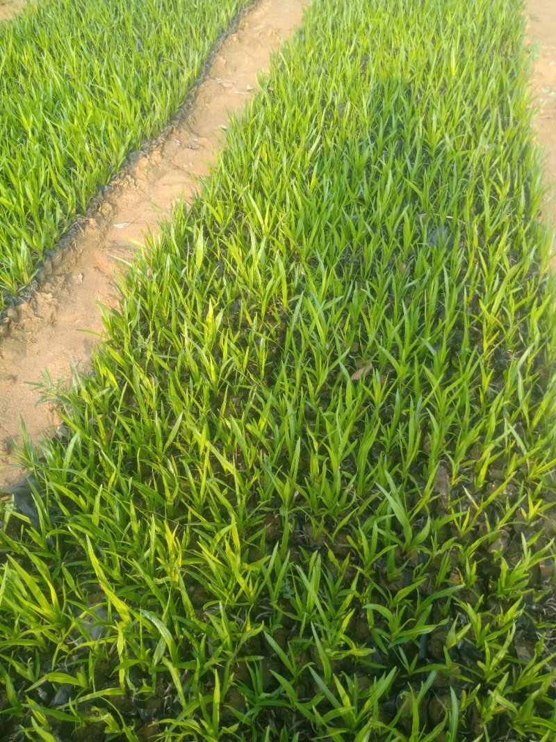 蛇鞭菊，基地直销，大量有货常年供应各种草花苗木