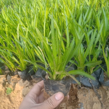 蛇鞭菊，基地直销，大量有货常年供应各种草花苗木