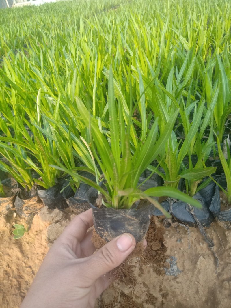 蛇鞭菊，基地直销，大量有货常年供应各种草花苗木