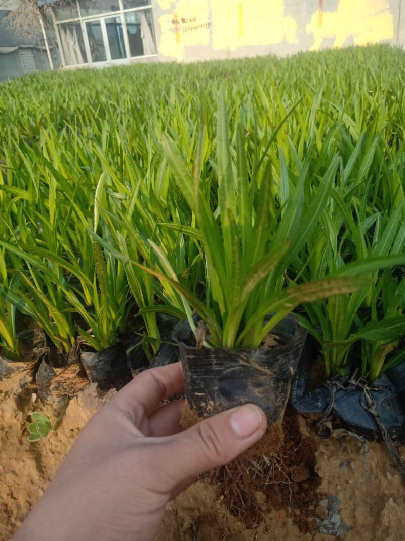 蛇鞭菊，基地直销，大量有货常年供应各种草花苗木