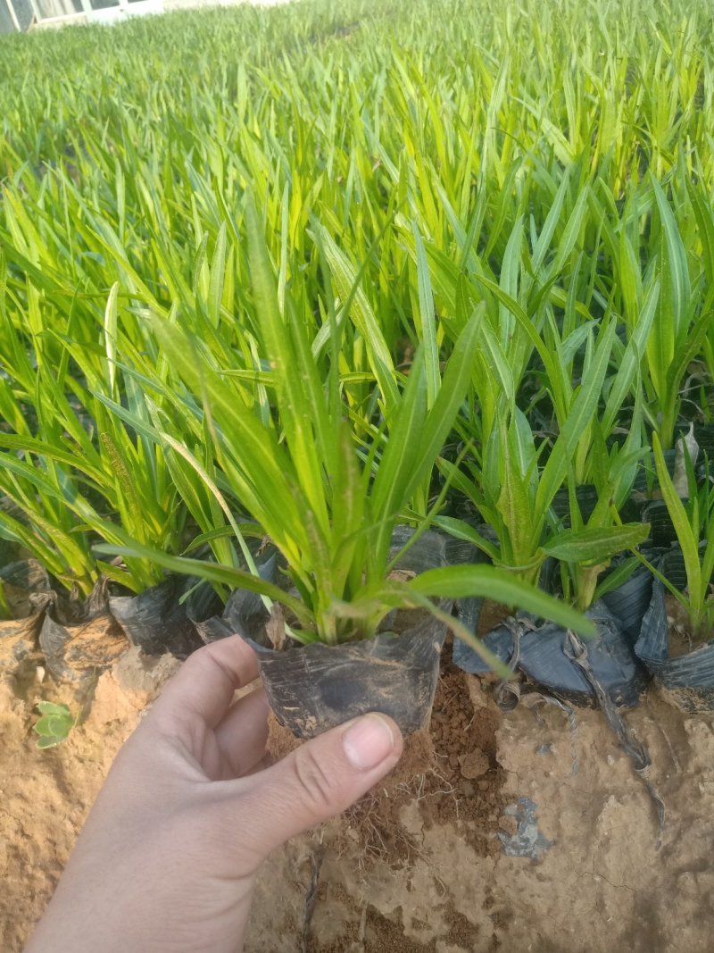 蛇鞭菊，基地直销，大量有货常年供应各种草花苗木