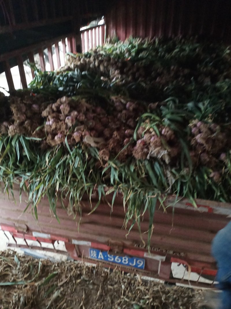 新鲜大蒜即将大量上市，有需要的现在可以联系