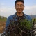 皂角刺中药天丁皂荚刺
