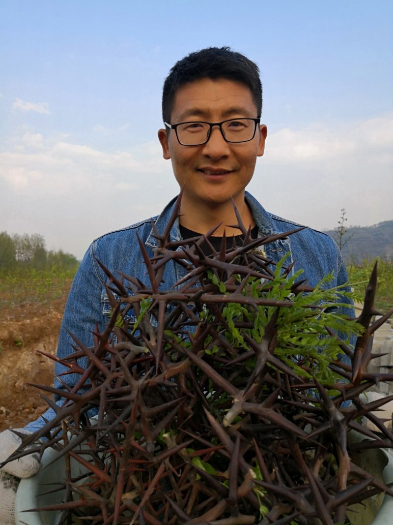 皂角刺中药天丁皂荚刺