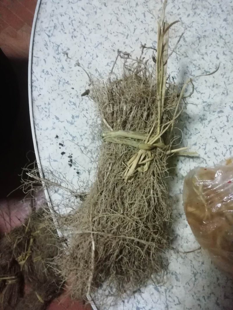 （辽宁阔叶品种）皮厚白鲜皮2年苗白鲜皮苗