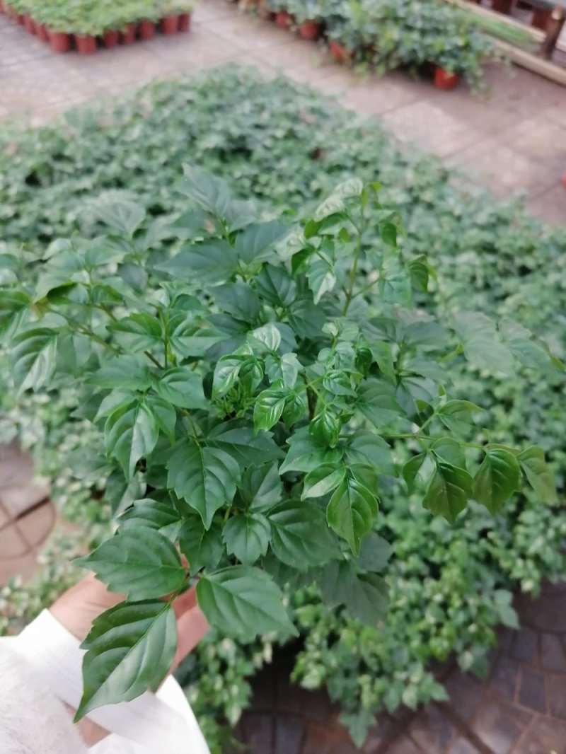 小幸福树，四棵一盆，基地直发