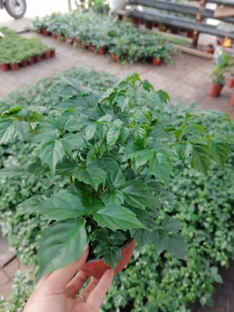 小幸福树，四棵一盆，基地直发