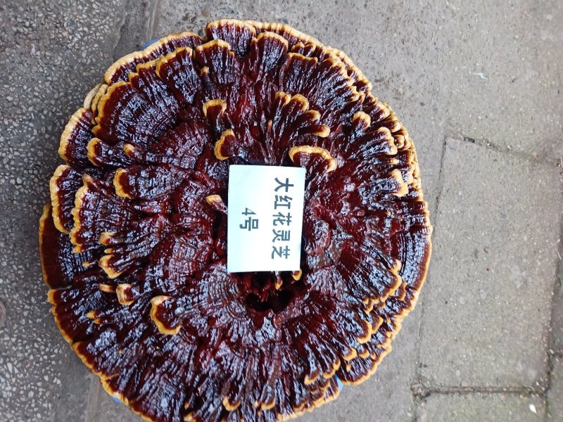 超大灵芝，盆景灵芝，摆件观赏灵芝
