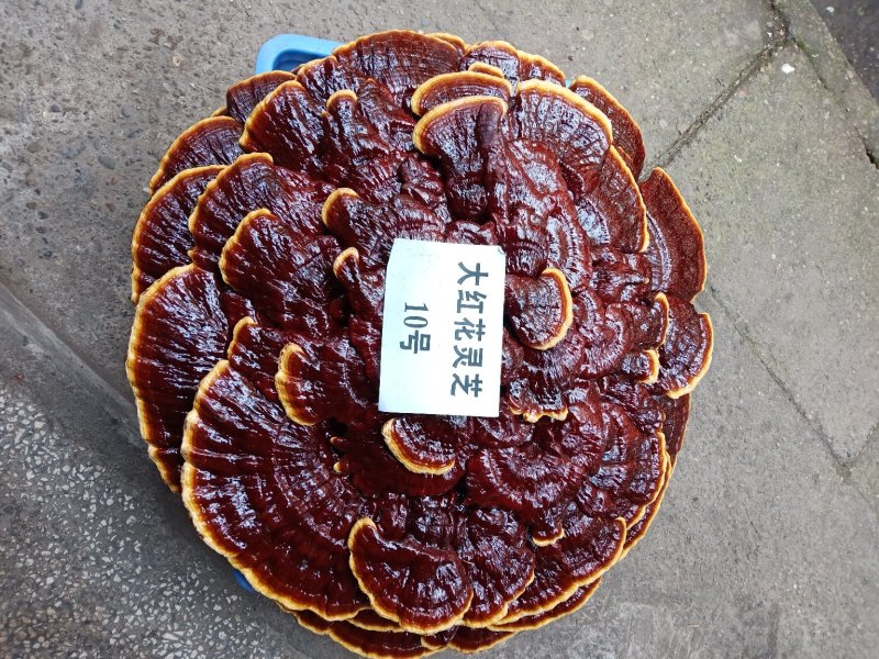 超大灵芝，盆景灵芝，摆件观赏灵芝
