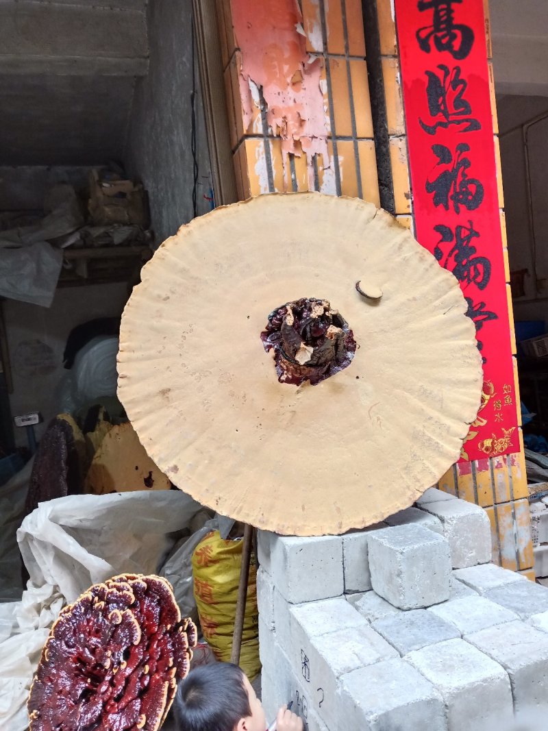 超大灵芝，盆景灵芝，摆件观赏灵芝