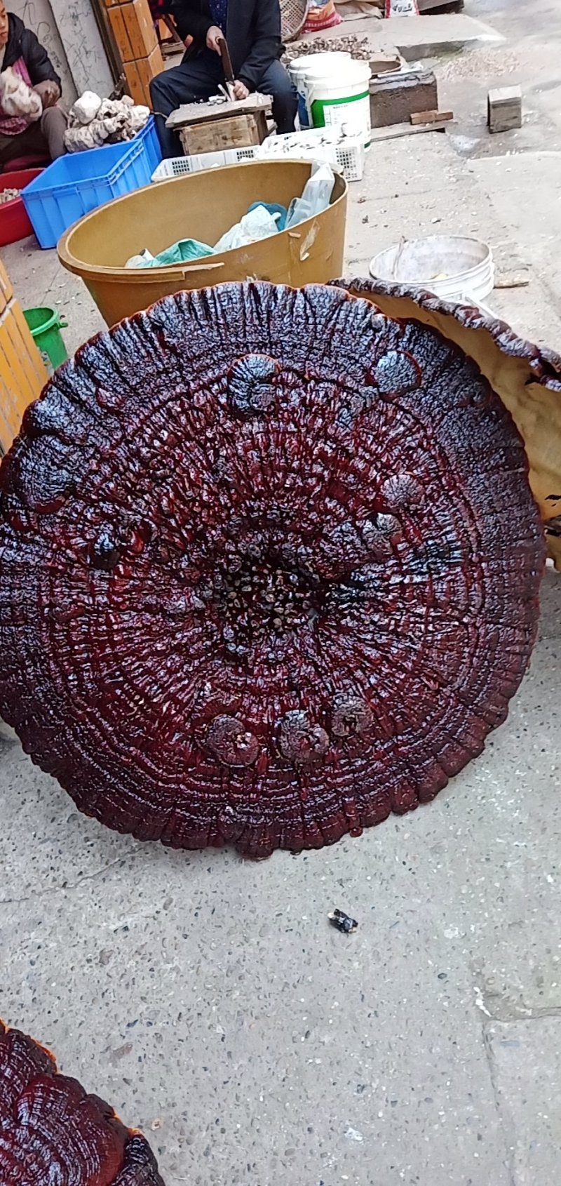 超大灵芝，盆景灵芝，摆件观赏灵芝