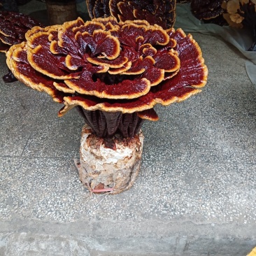 超大灵芝，盆景灵芝，摆件观赏灵芝