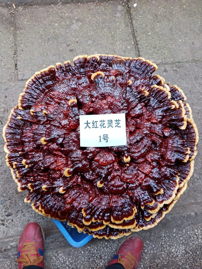 超大灵芝，盆景灵芝，摆件观赏灵芝