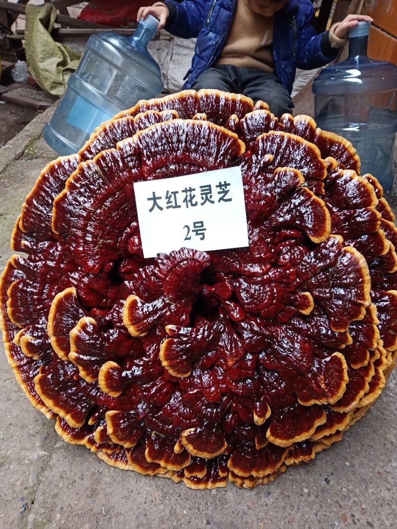 超大灵芝，盆景灵芝，摆件观赏灵芝