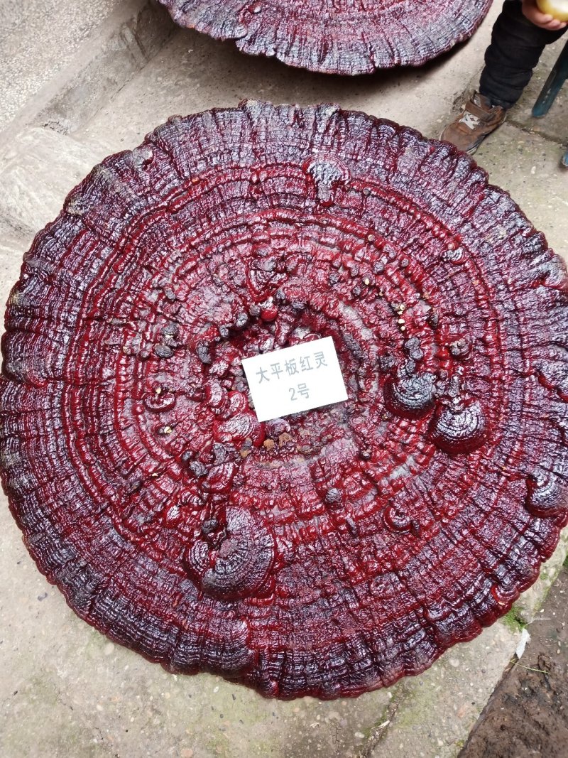 超大灵芝，盆景灵芝，摆件观赏灵芝