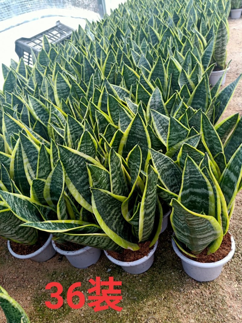 虎皮兰