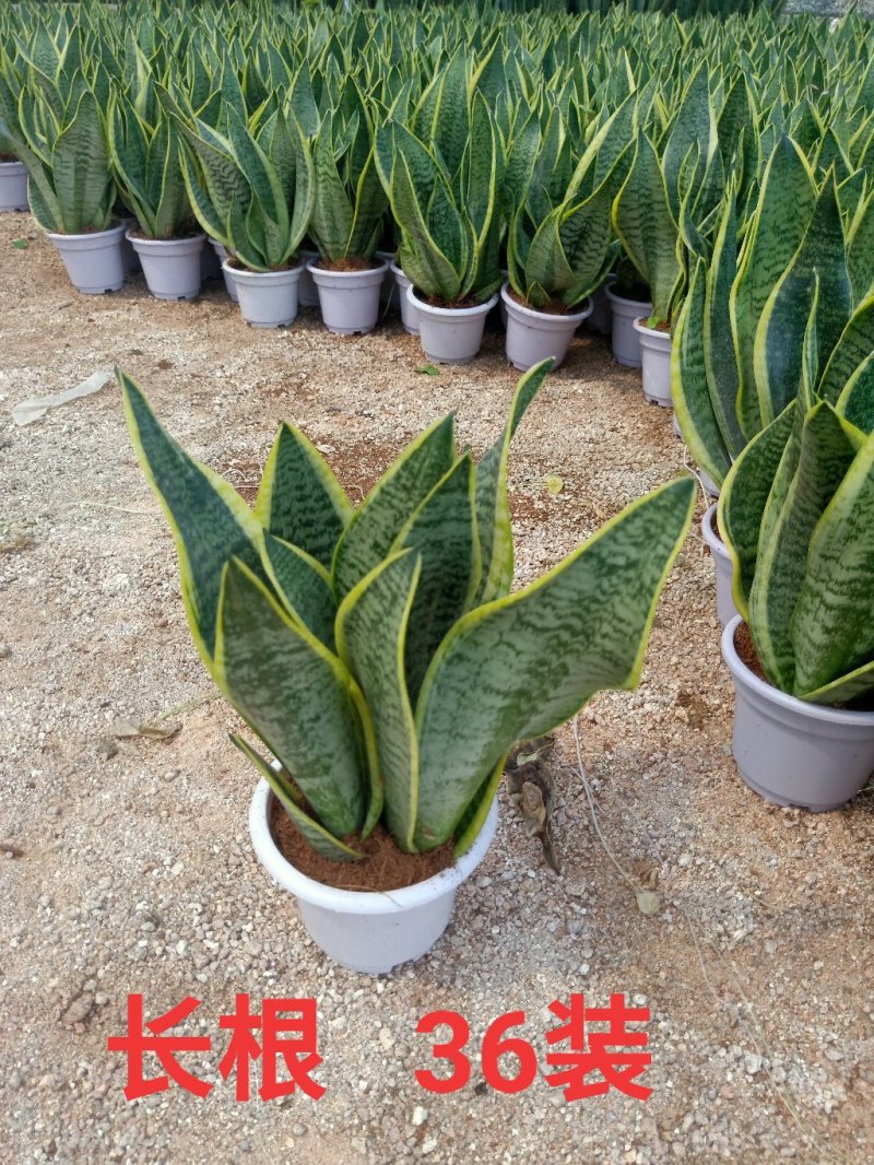 虎皮兰