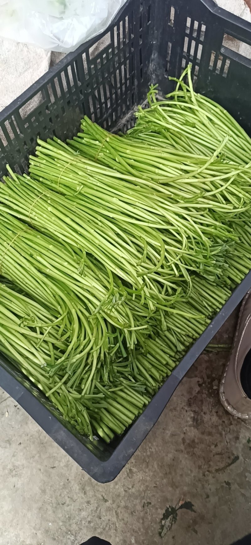 芦蒿