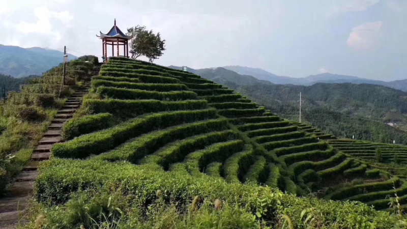 2025江西绿茶狗牯脑茶群体品种口感好耐泡