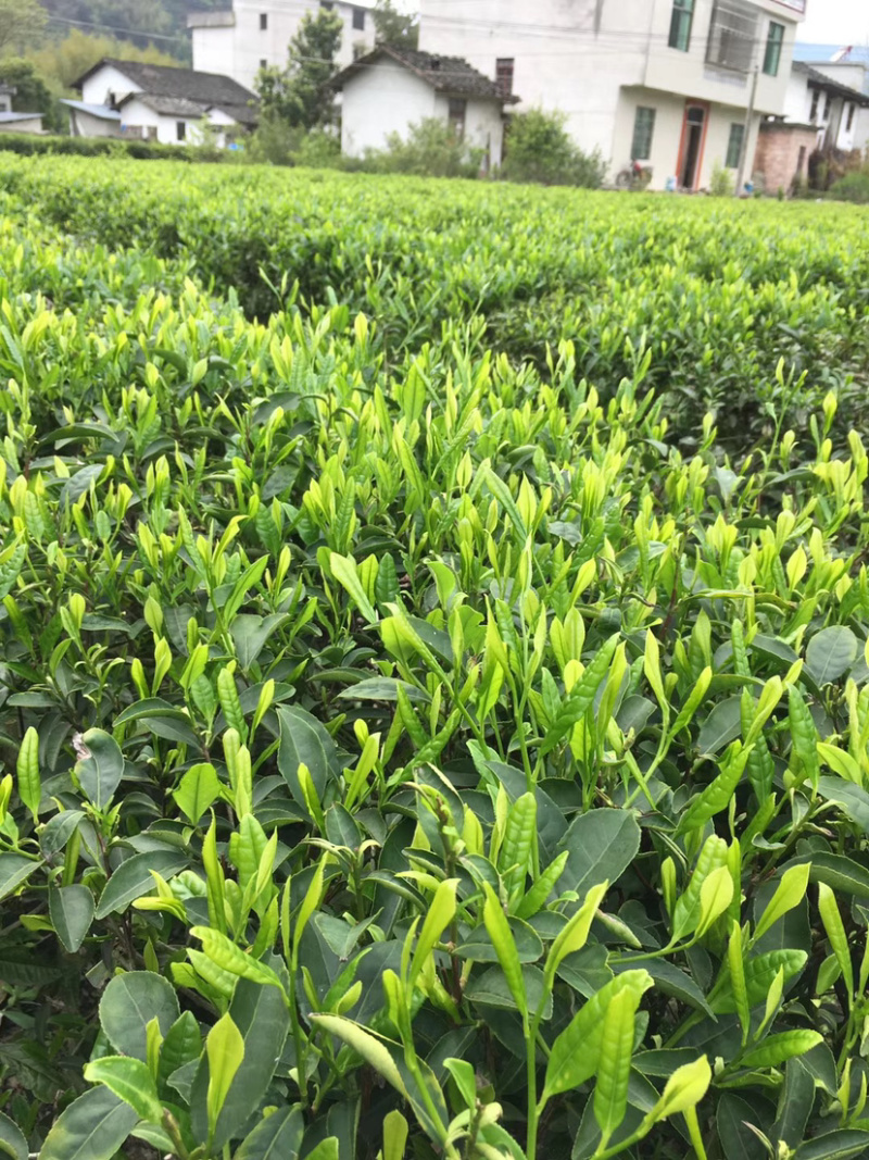 2025江西绿茶狗牯脑茶群体品种口感好耐泡
