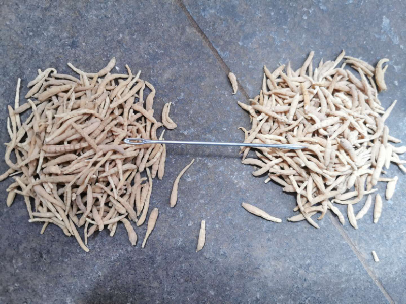 太子参产地直销量大从优