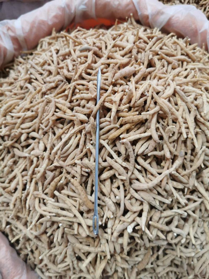 太子参产地直销量大从优