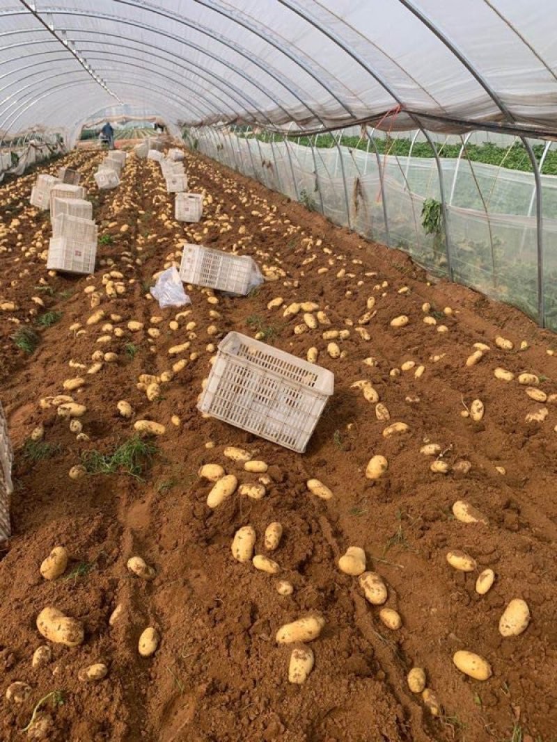 肥城新土豆荷兰十五新土豆大量供应中产量高个头大