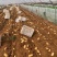 肥城新土豆荷兰十五新土豆大量供应中产量高个头大
