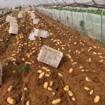 供应肥城三模荷兰十五新土豆大量供应中个头大产量高