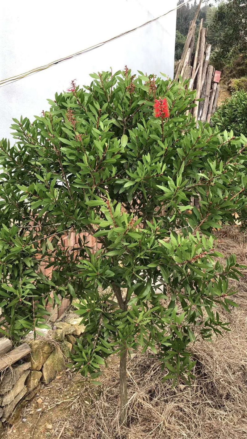 红千层，美花红千层大量供应