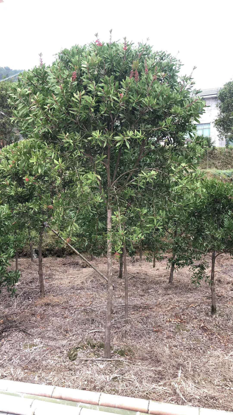 红千层，美花红千层大量供应
