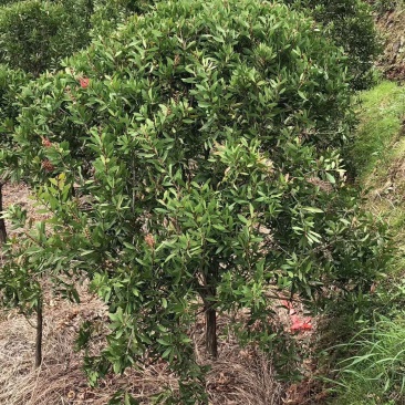 红千层，美花红千层大量供应