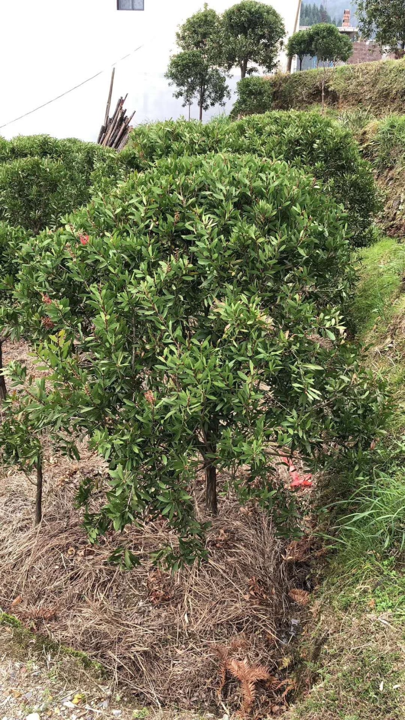 红千层，美花红千层大量供应