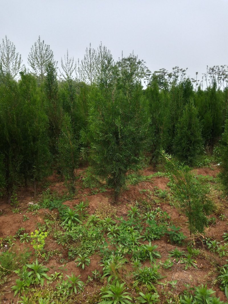 侧柏，1.5........3米，部分是腾地处理