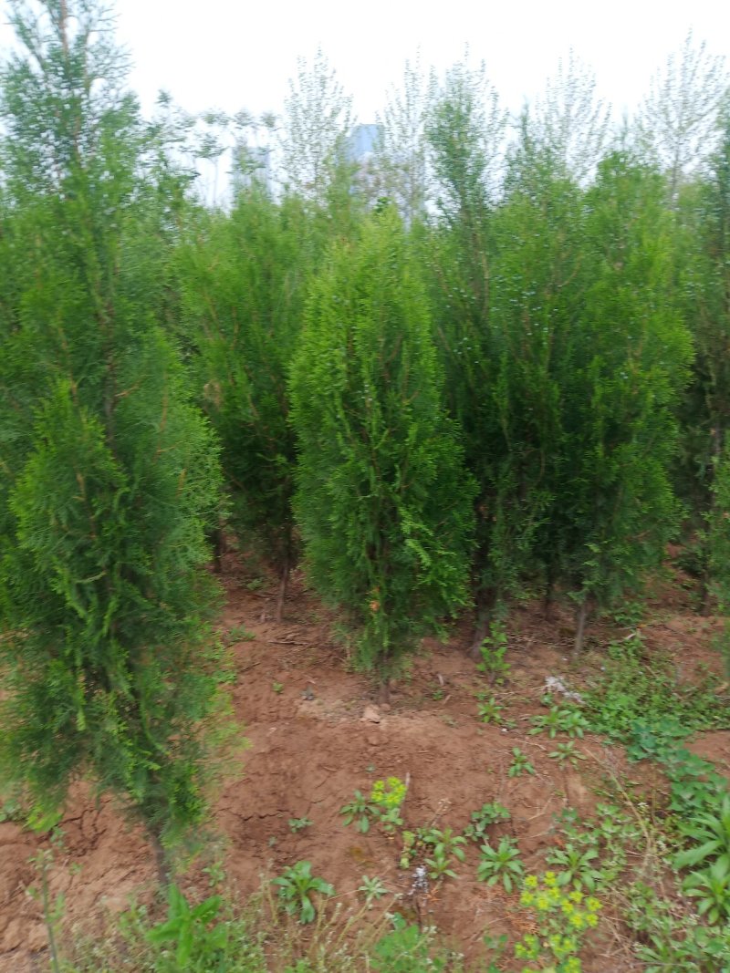 侧柏，1.5........3米，部分是腾地处理