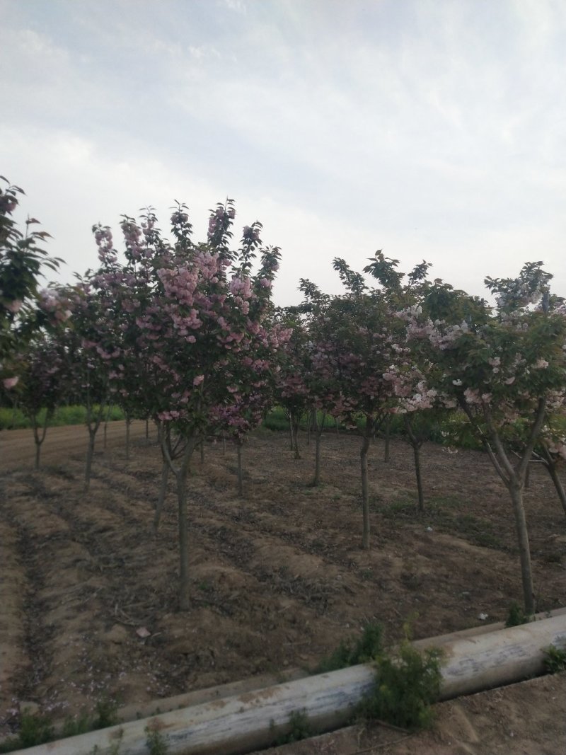 晚樱，早樱