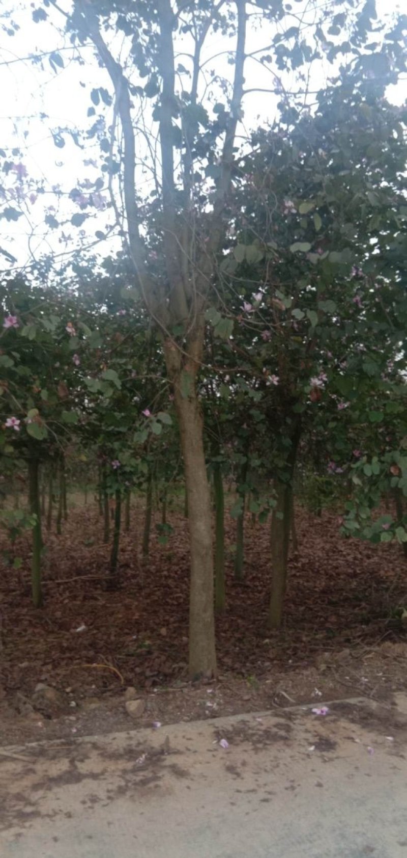 宫粉紫荊13公分，黄花风玲