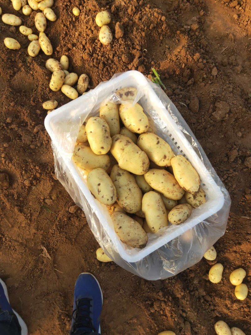 肥城新土豆荷兰十五土豆大量供应中2两以上
