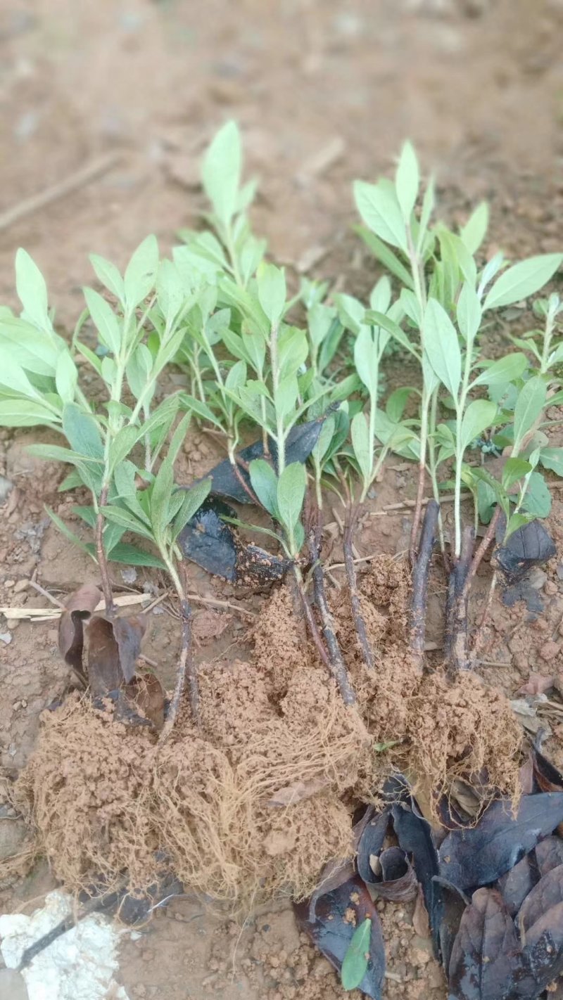 杜鹃苗批发，杜鹃苗价格，杜鹃苗自产自销