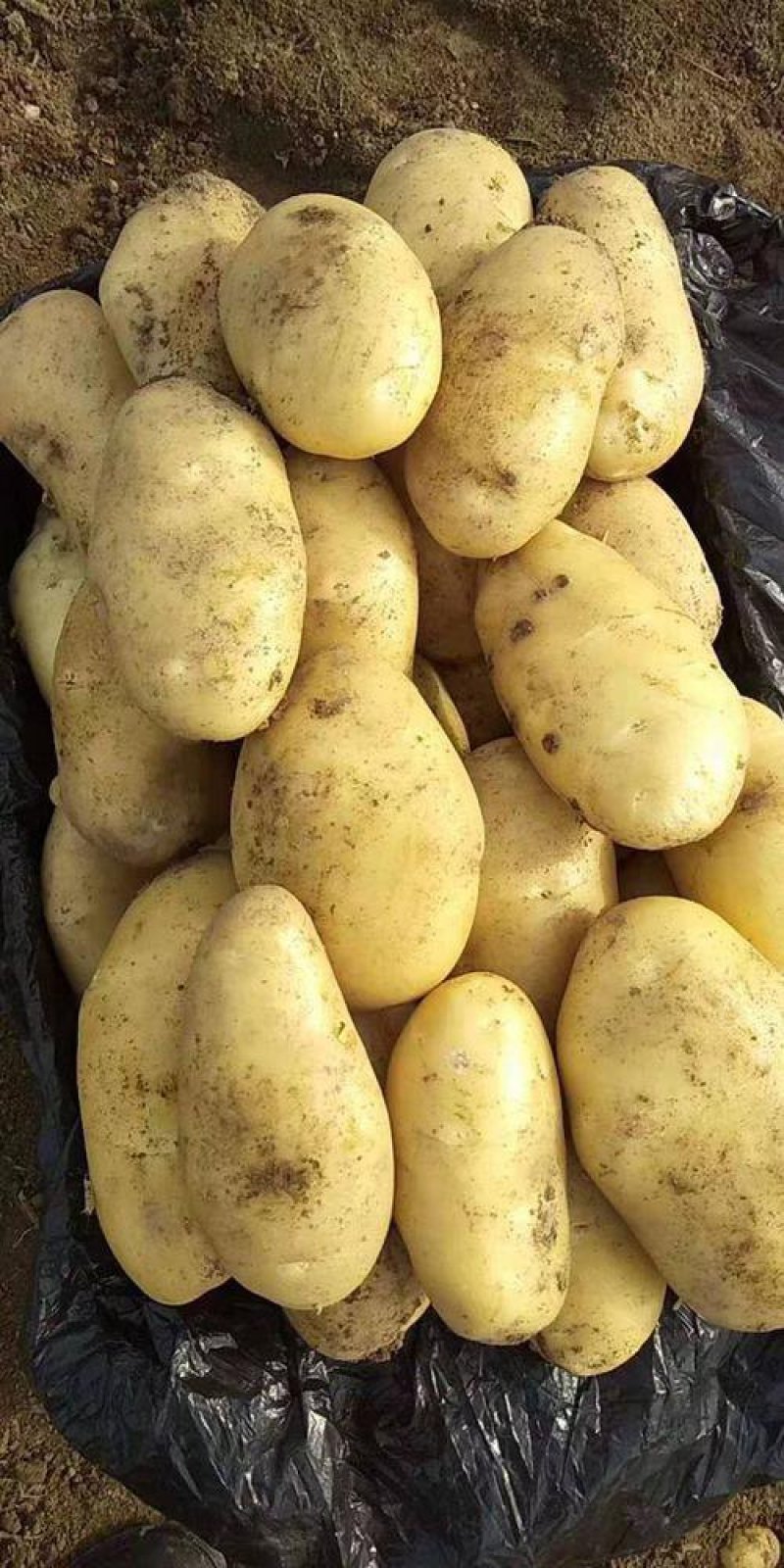 供应肥城三模荷兰十五新土豆大量供应中个头大产量高