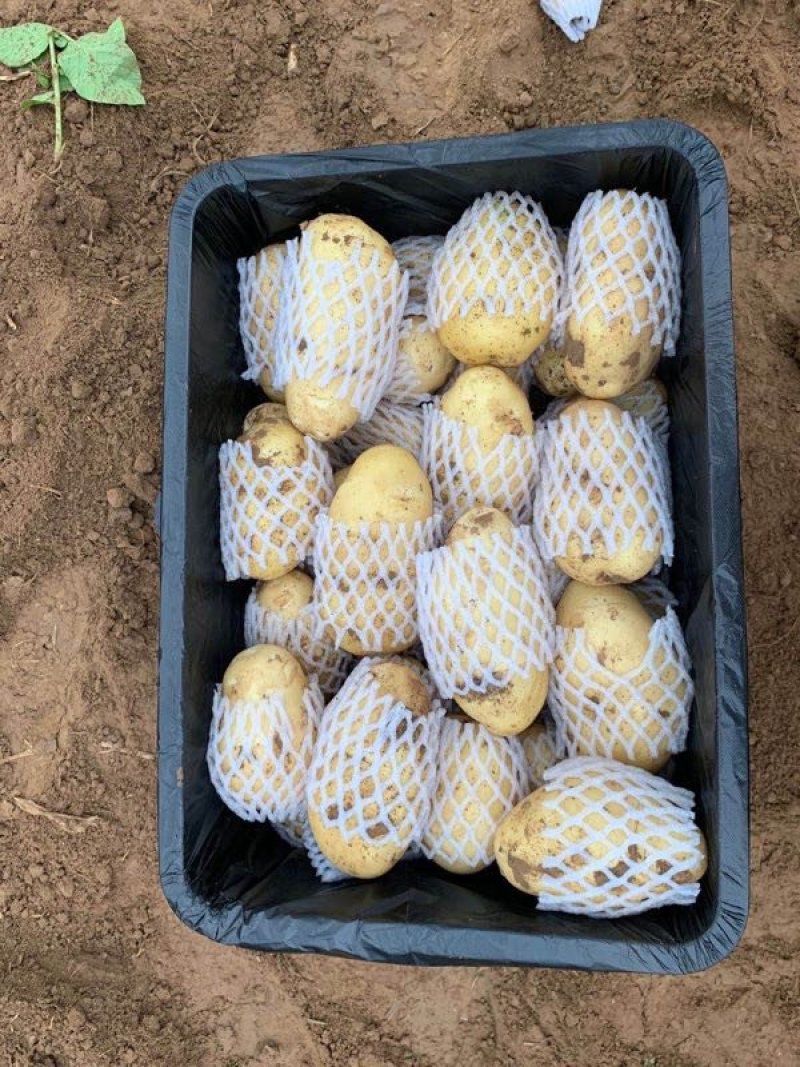 供应肥城三模荷兰十五新土豆大量供应中个头大产量高