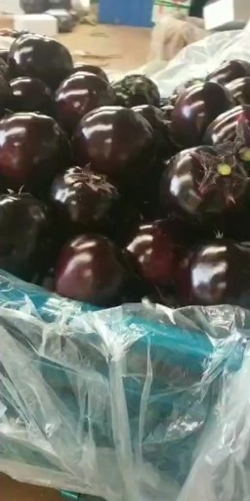 精品圆茄紫光产地直供大量上市一手货源大量上市欢迎老板洽谈