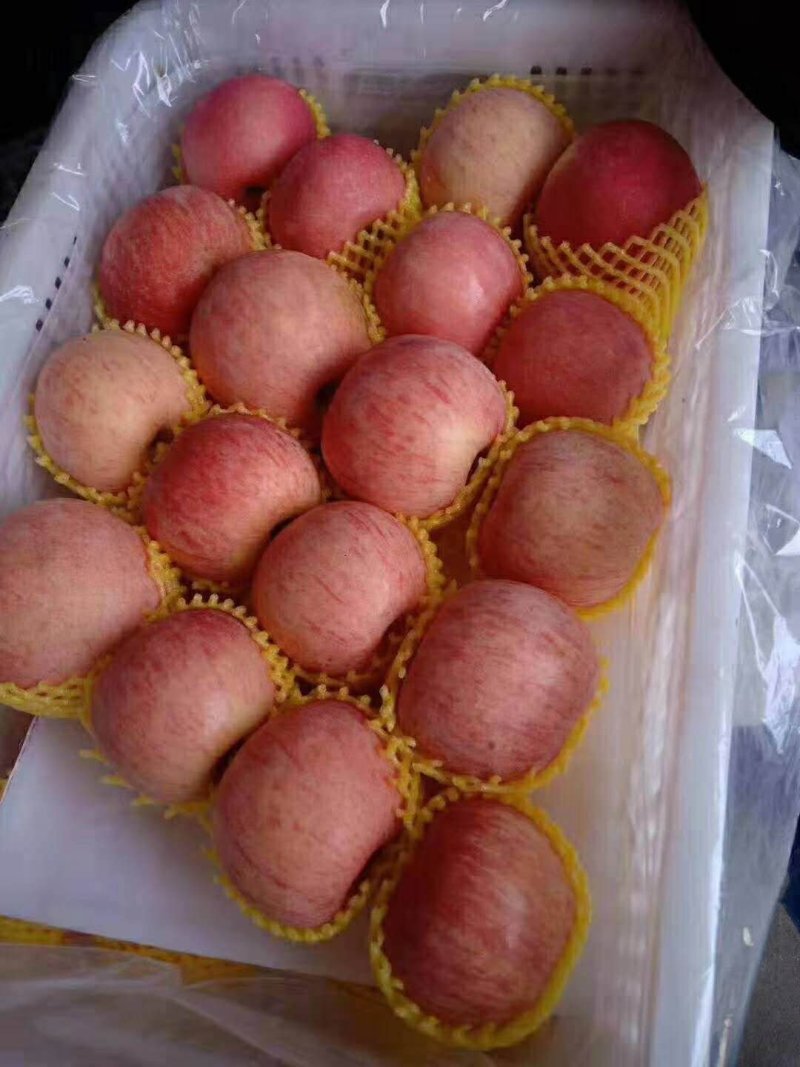 山东红富士苹果80mm以上精品山区货火热供应！质量保证！