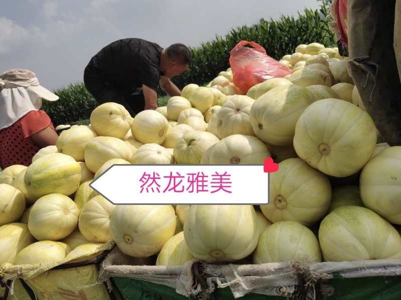 然龙雅美薄皮黄白瓜白脆肉500粒/袋支持线上交易