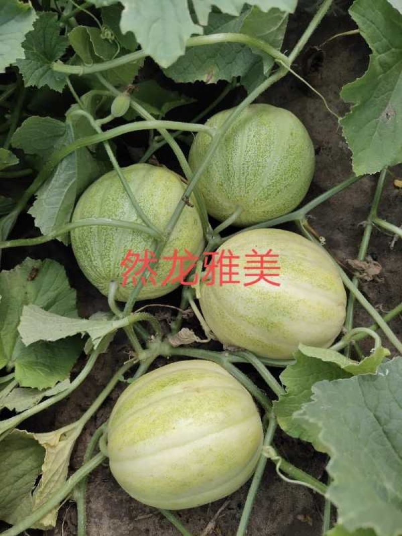 然龙雅美薄皮黄白瓜白脆肉500粒/袋支持线上交易