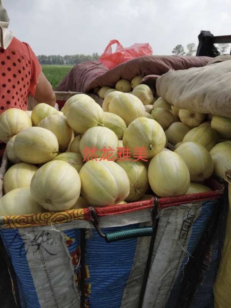 然龙雅美薄皮黄白瓜白脆肉500粒/袋支持线上交易