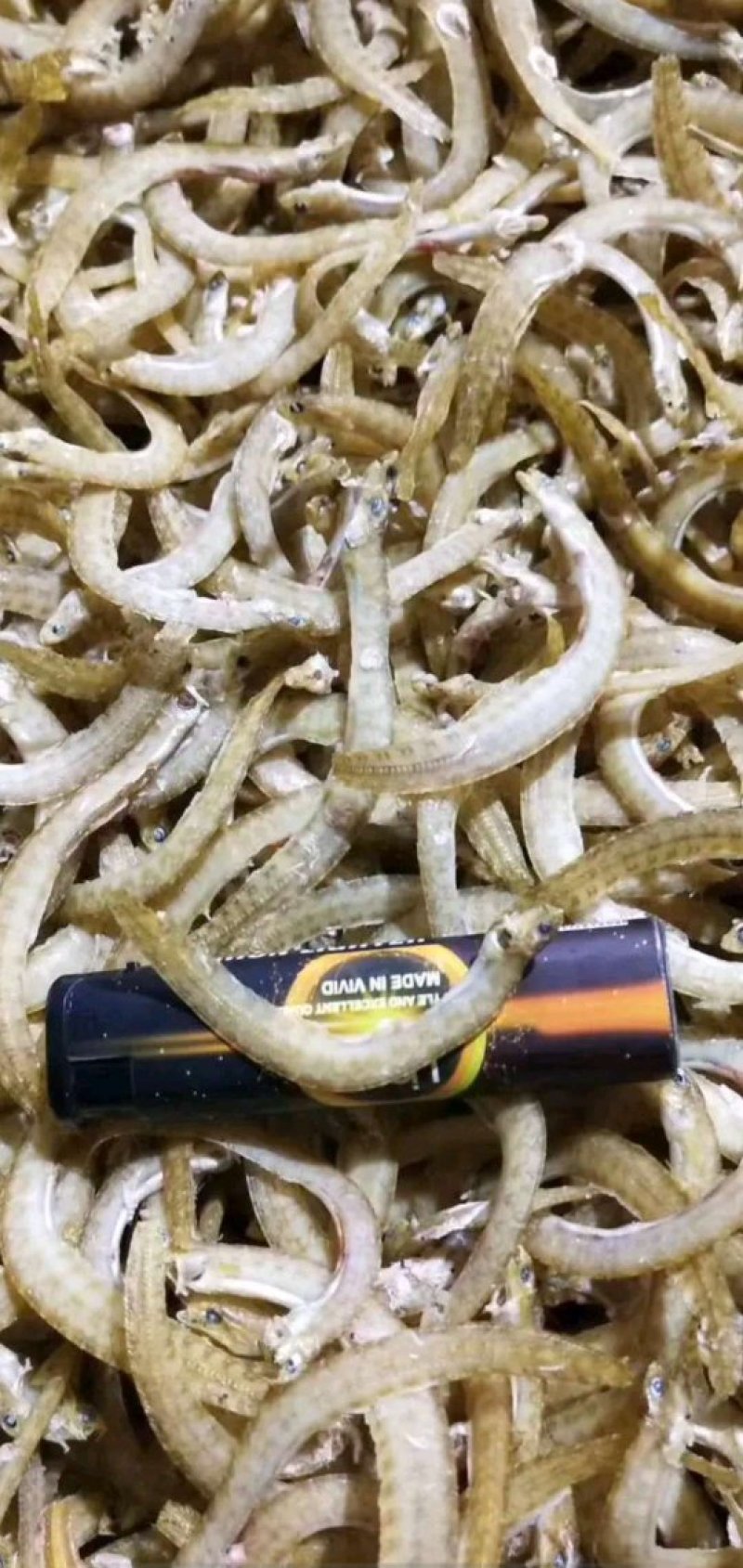 渤海湾凤尾鱼，一手货源，大量有货，批发价不包邮。